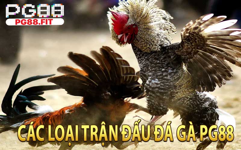 Các Loại Trận Đấu Đá Gà PG88